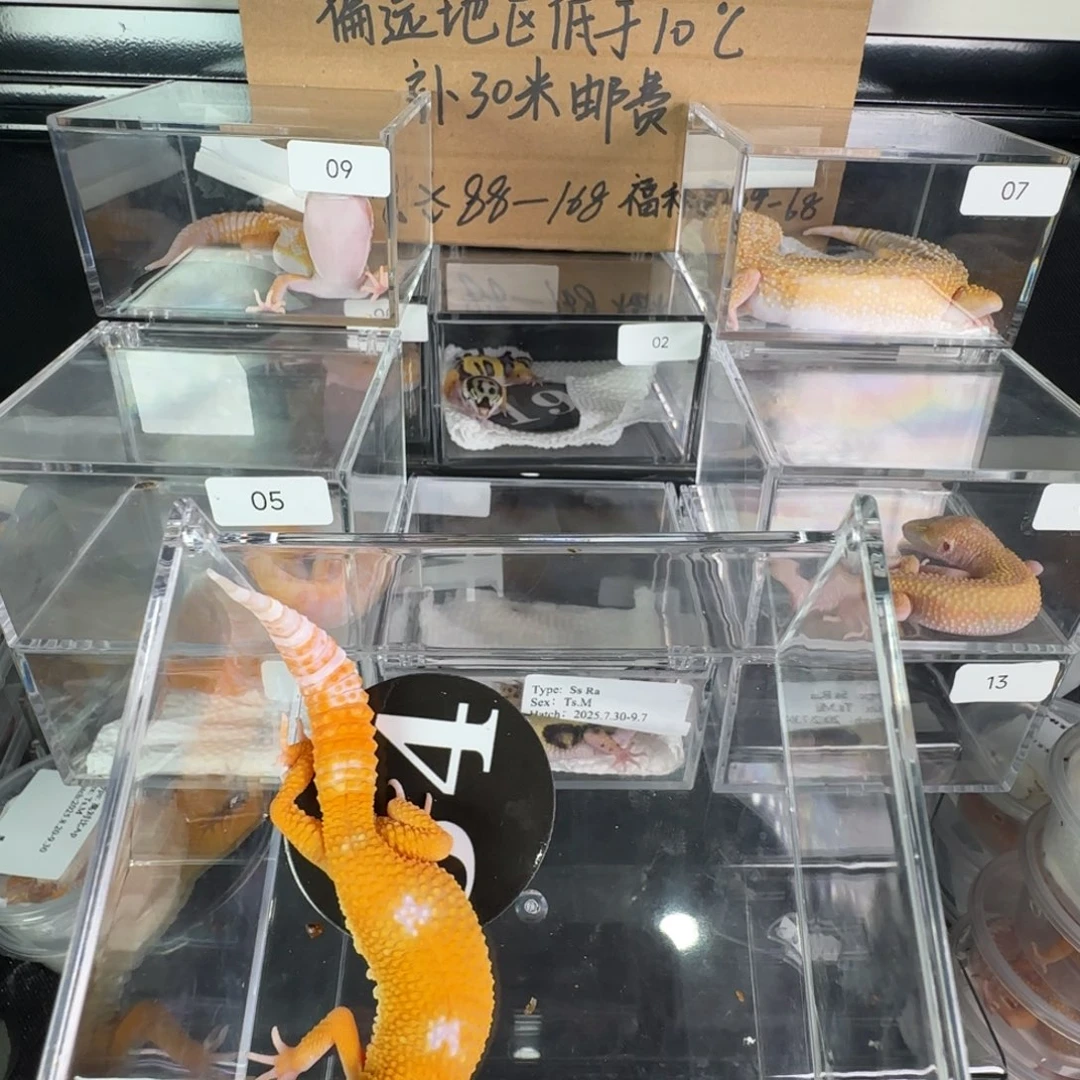 豹纹守宫阳光一只