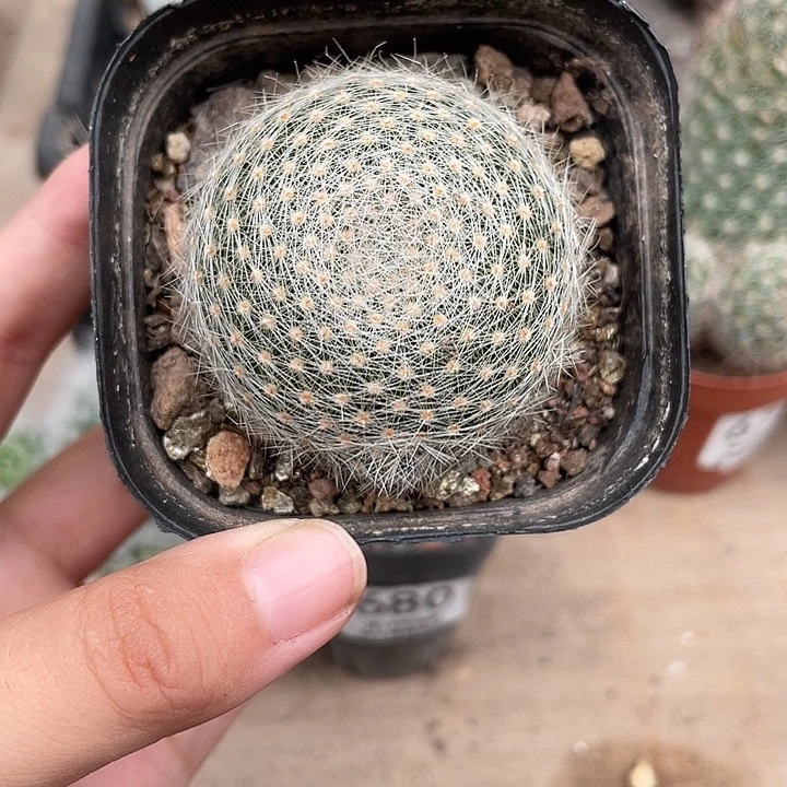 681白绢丸 仙人球植物
