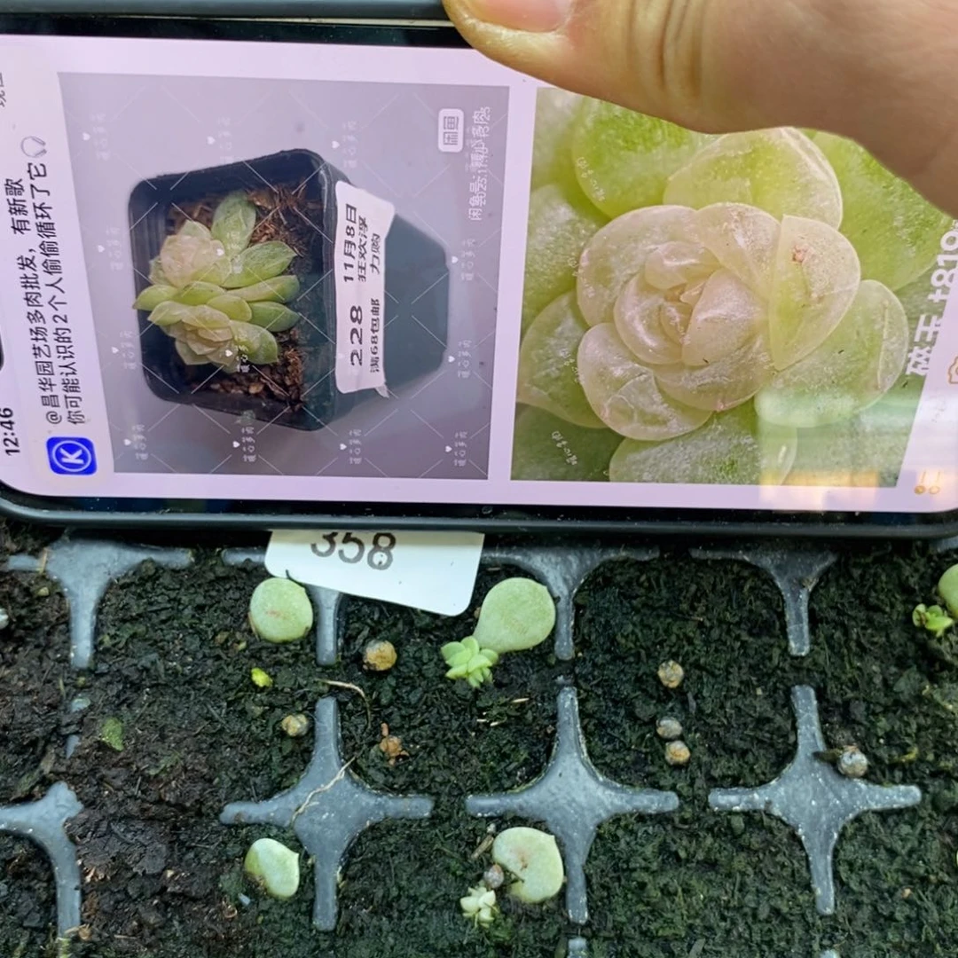 穴盘碎玉芽苗一个多肉