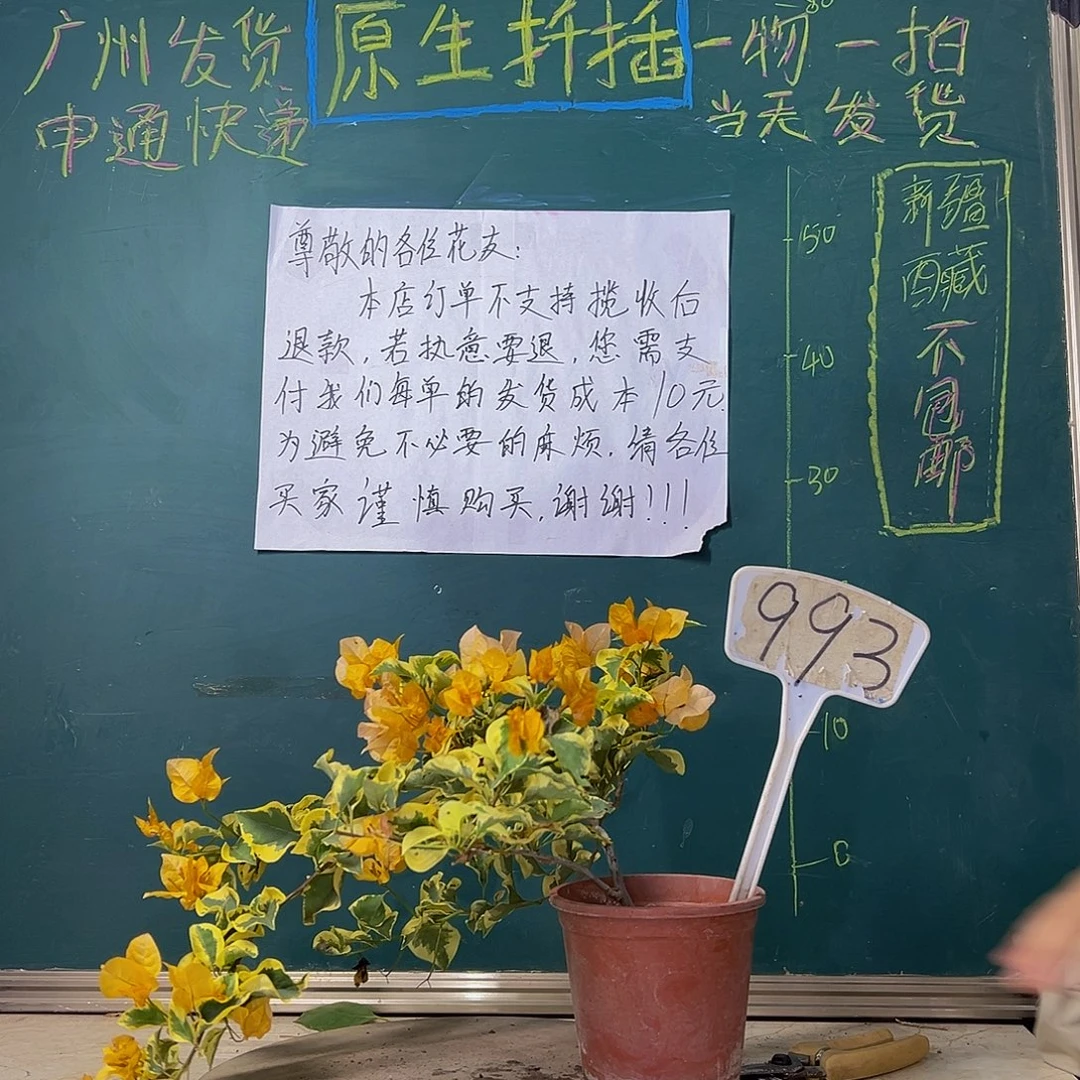 当前无花栽培后可以开花金边黄993
