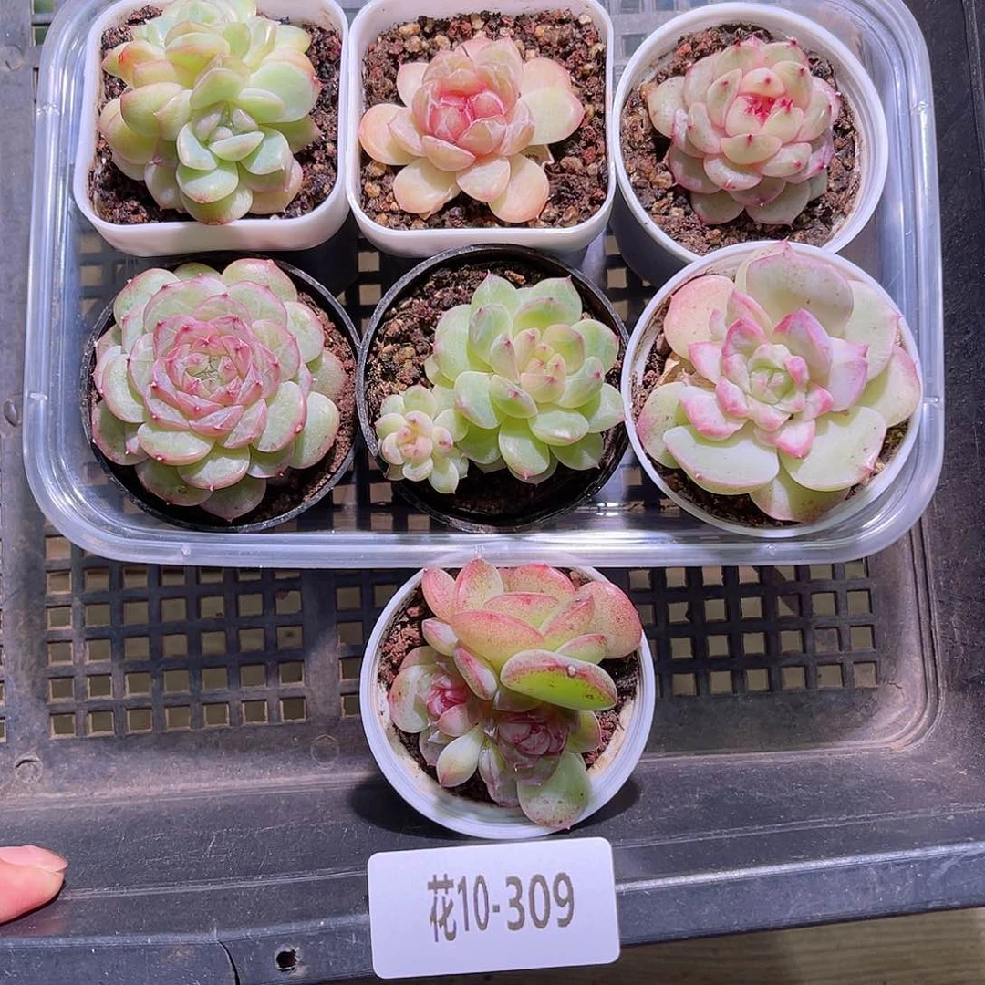 花10-309框拍多肉7颗