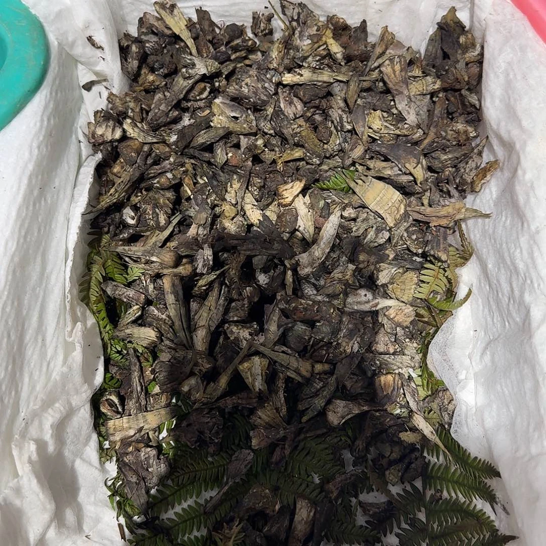 贵***客青头菌中国大陆菌子