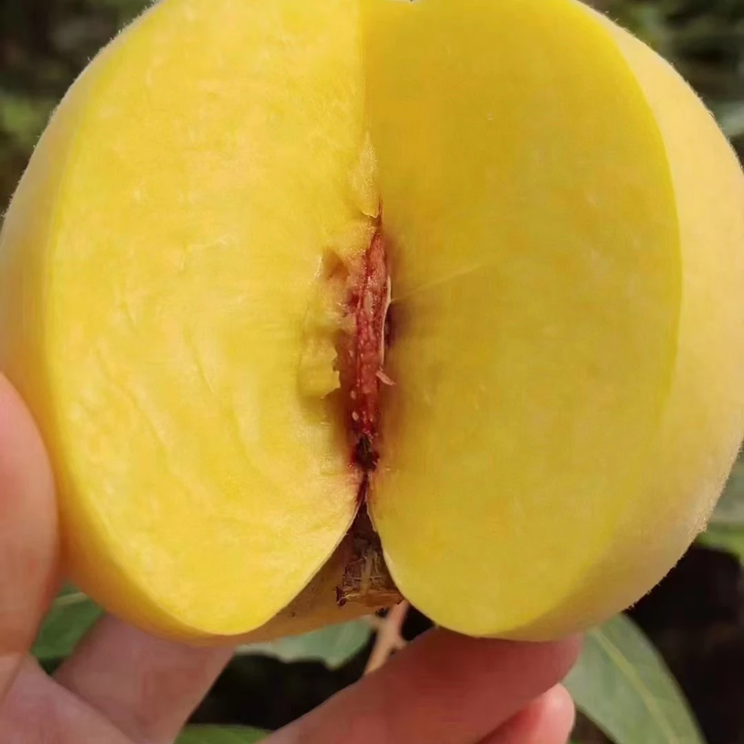 黄金蜜脆甜黄毛桃蒙阴蜜桃罐头桃包邮孕妇当季新鲜水果