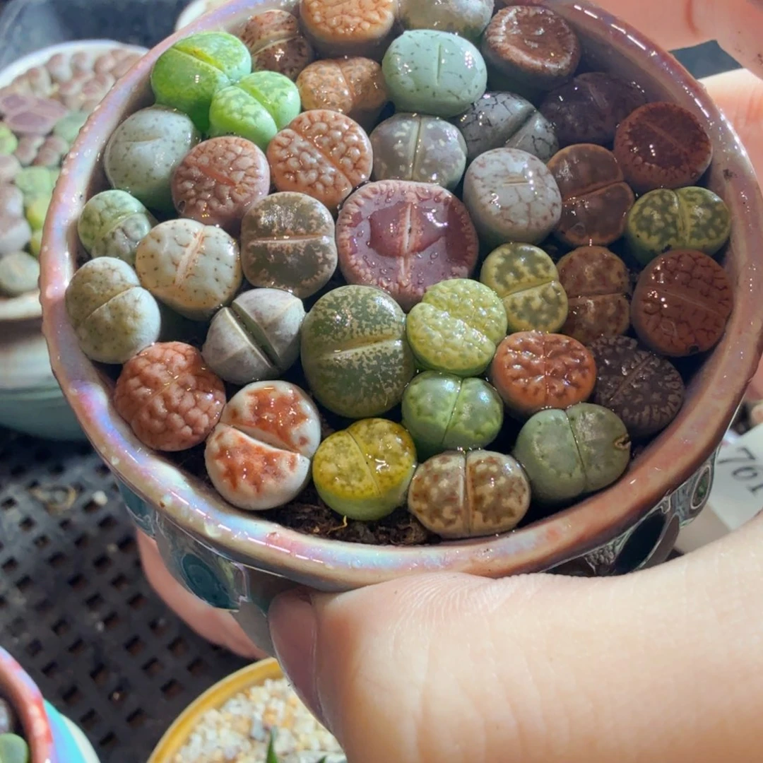 菜***Ο多肉植物的生长发育和800