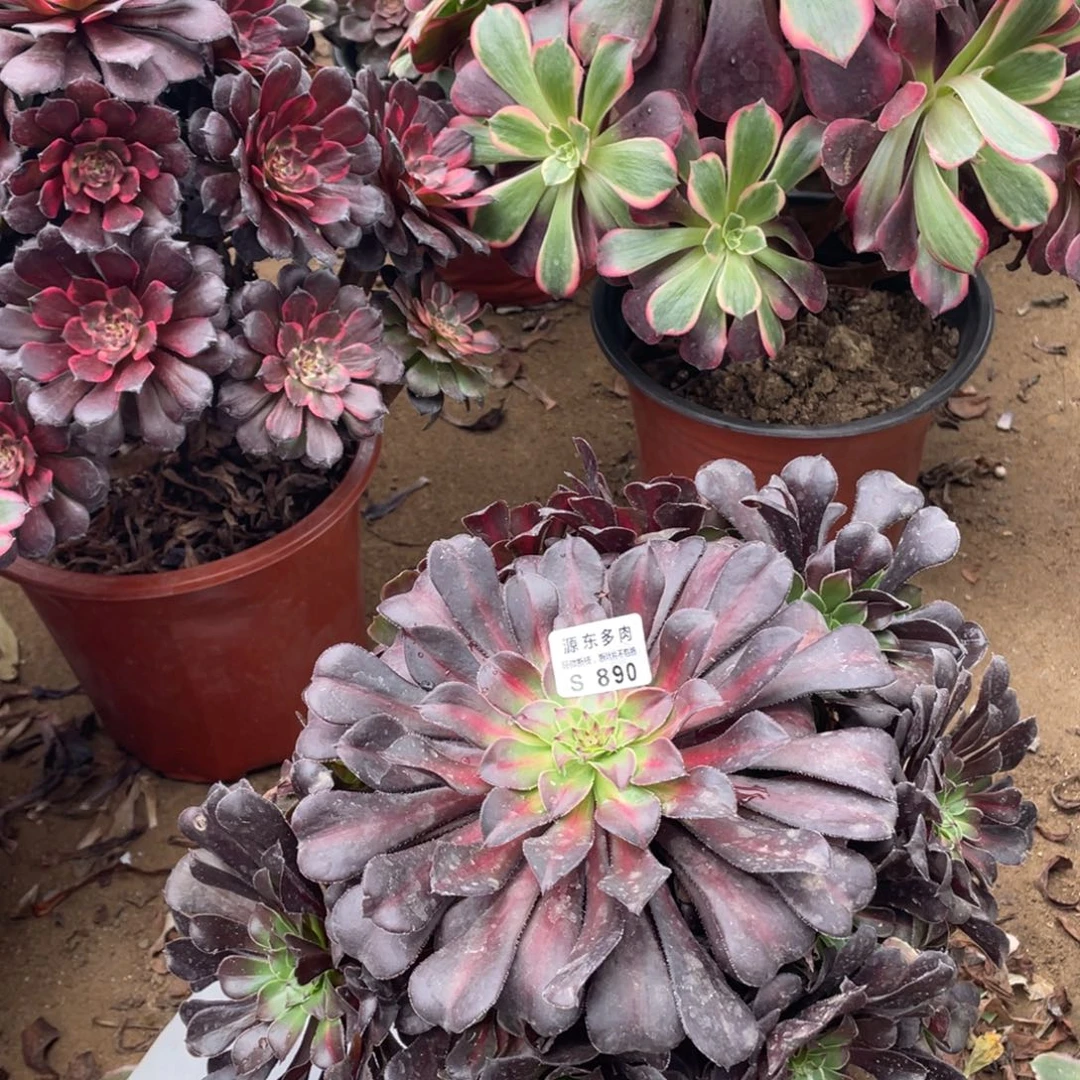 890红铜壶多肉法师断枝不包