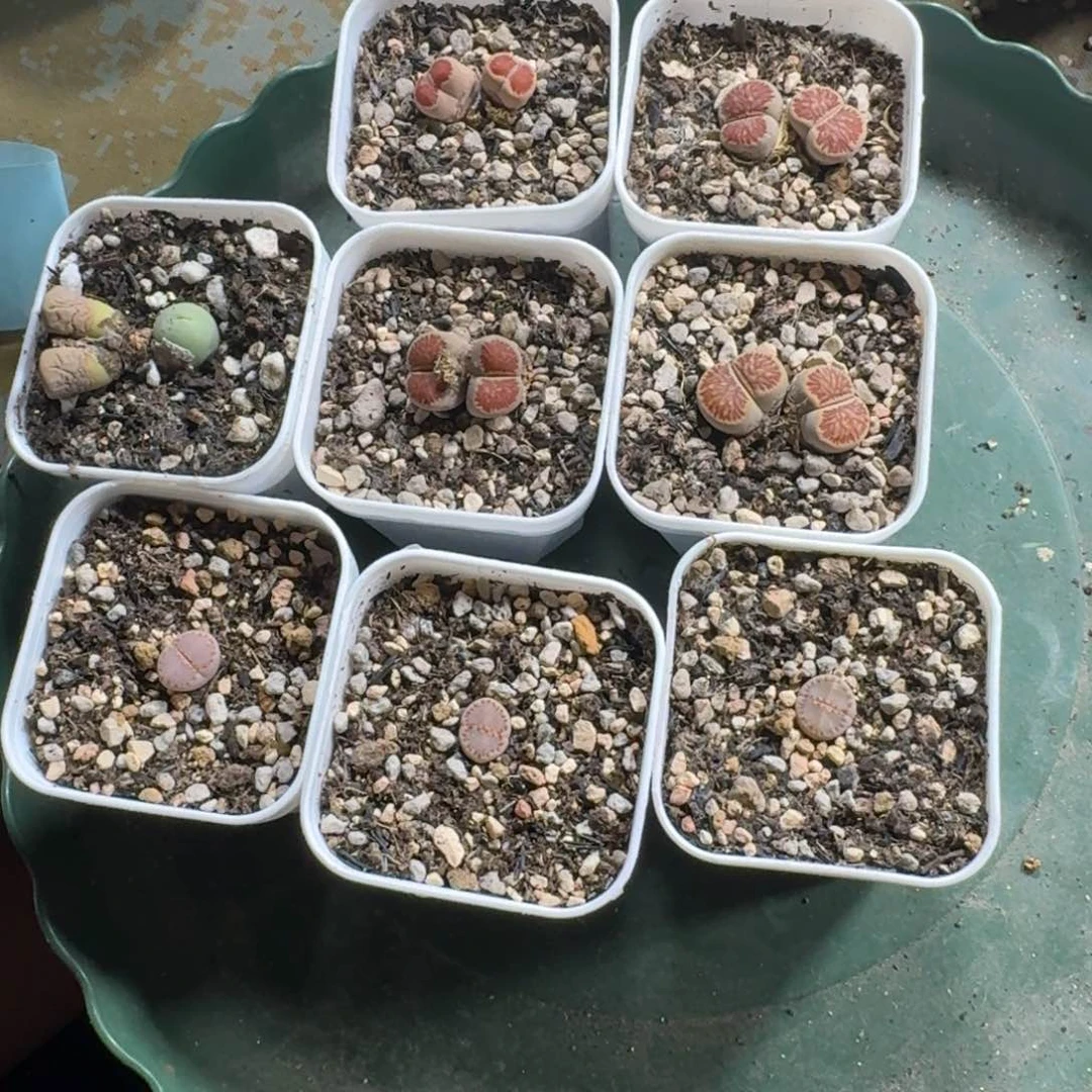 天***萄60。  饼干3颗。菊4颗