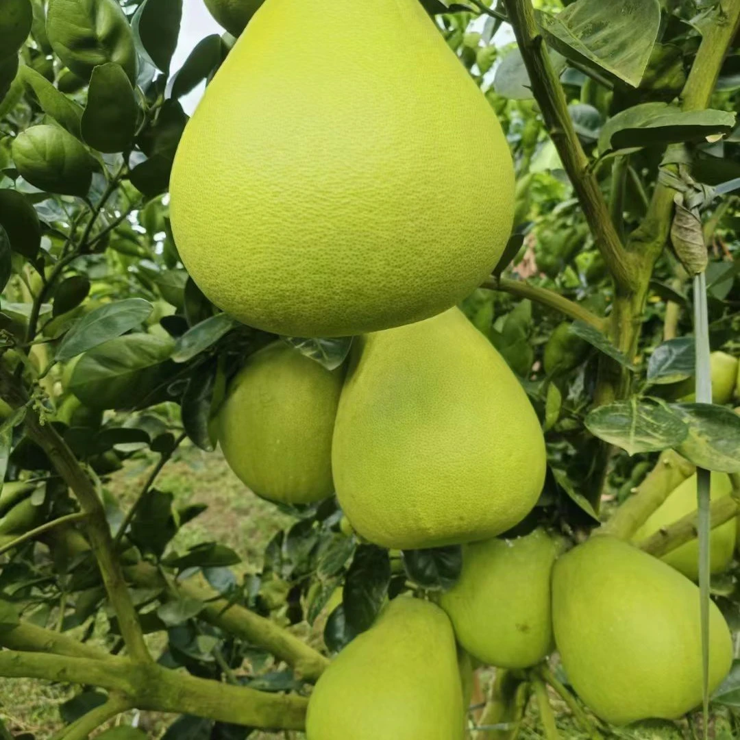 （一袋批发价云南省内）云南瑞丽弄岛水晶柚子10个装（青皮不套袋）