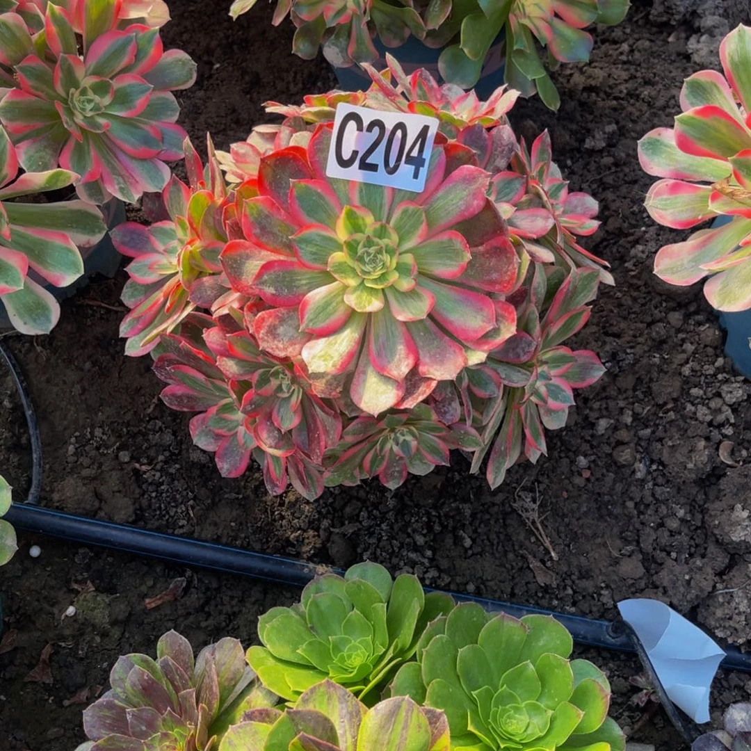 倾城法师28/////57包邮