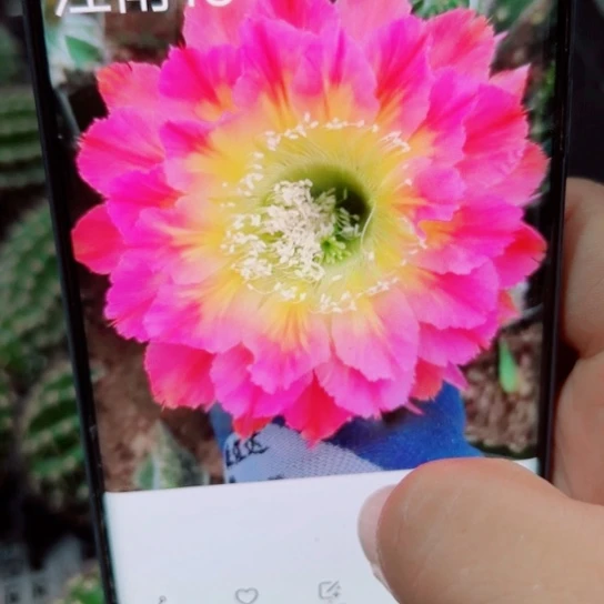 下57彩草江南15歪无根侧芽4公分左右20包邮