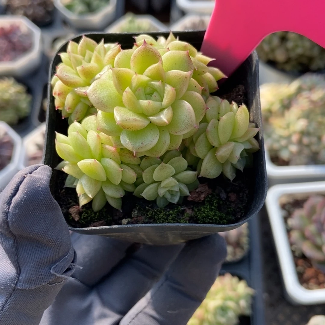 98麦秆多肉植物多肉