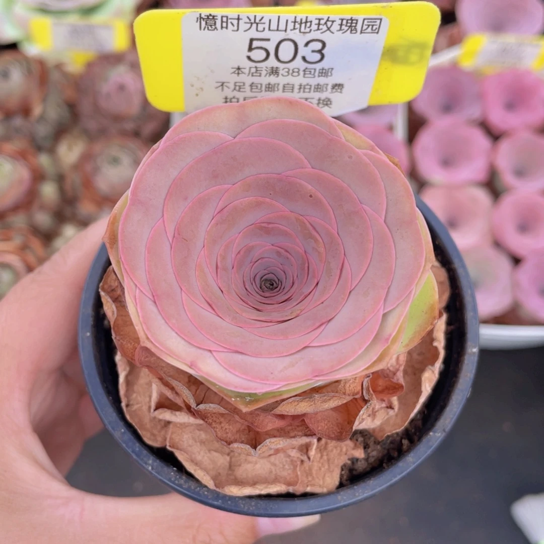 山地玫瑰503满38包邮裸根发货