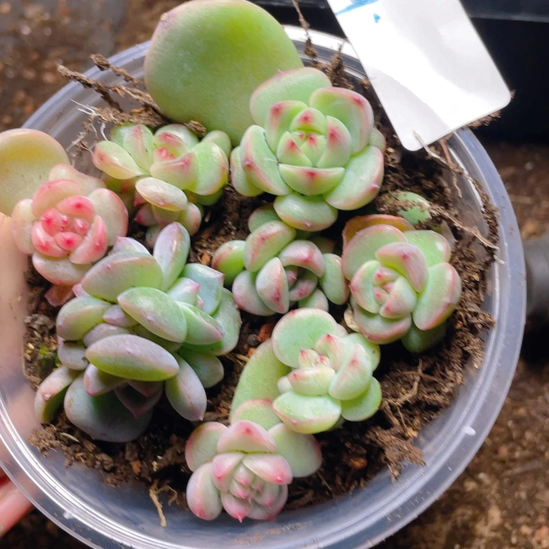 多肉植物多肉植物49