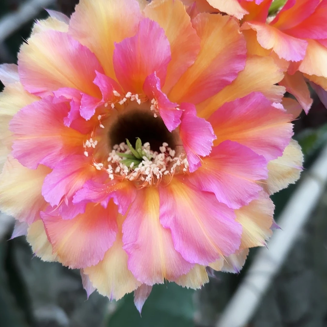 桃花眼无根侧牙1