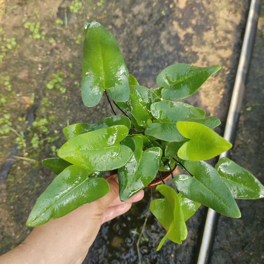 【心愿蕨】可爱萌趣盆栽室内耐阴桌面小绿植适合卧室办公室装饰