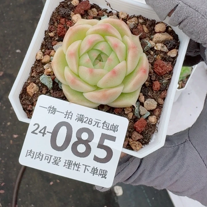 麦秆无盆土发货无盆土发货无