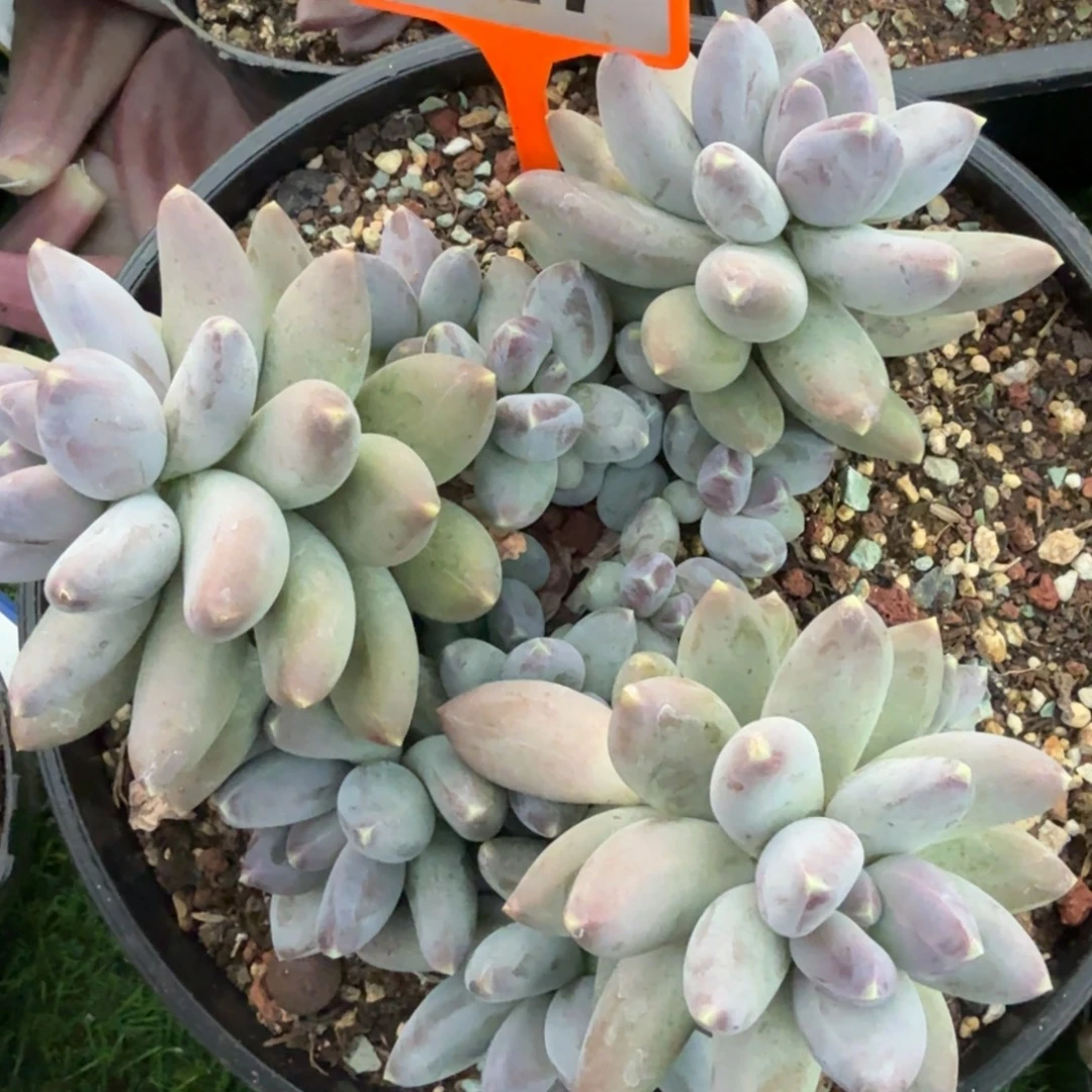 天使家族一物一拍427