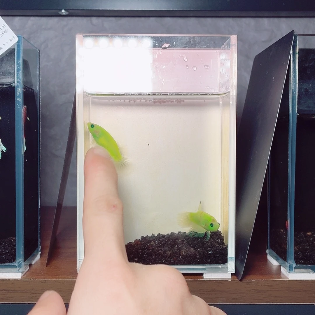 斗鱼荧光将军繁殖组