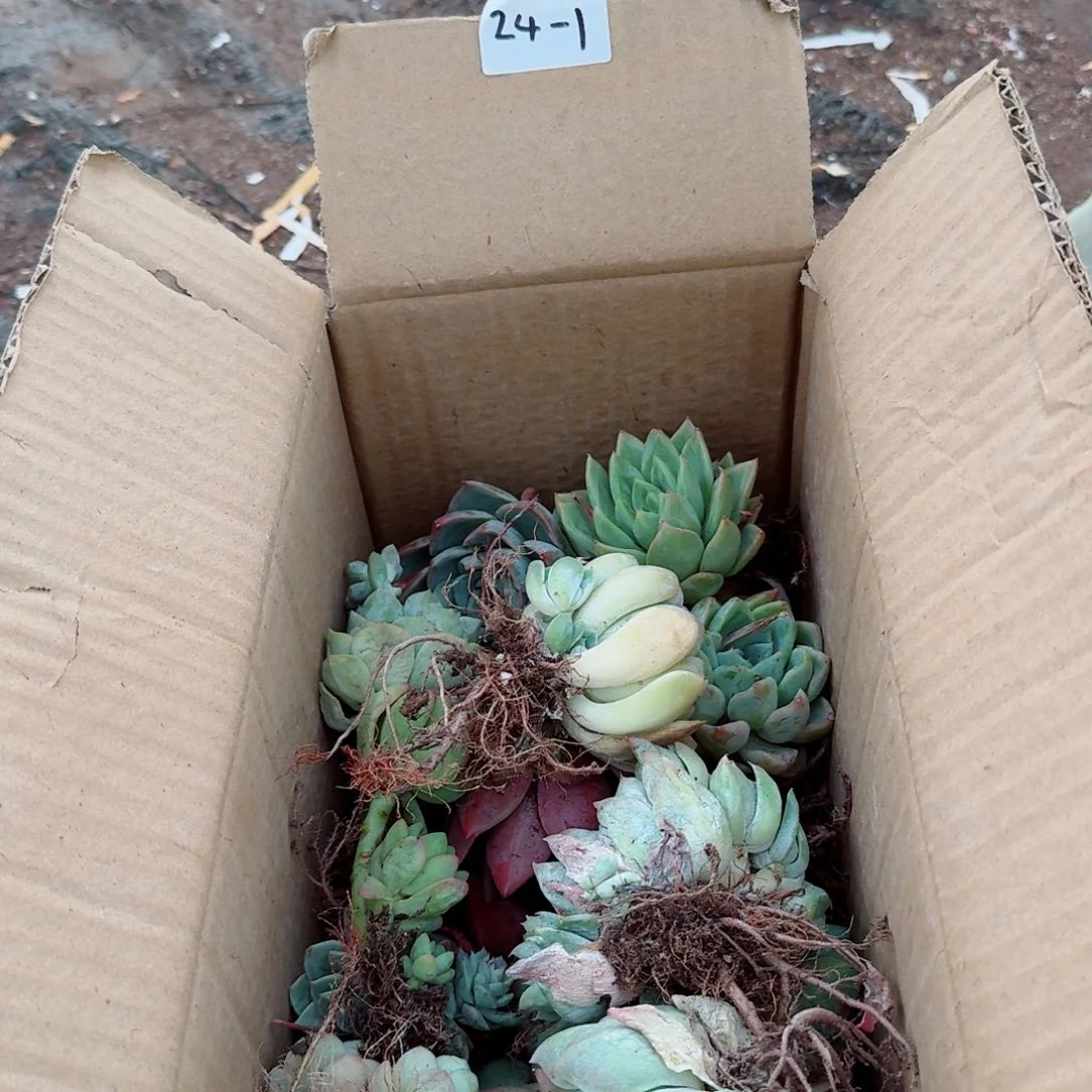 24-1多肉杂交五号箱子一箱子量拍