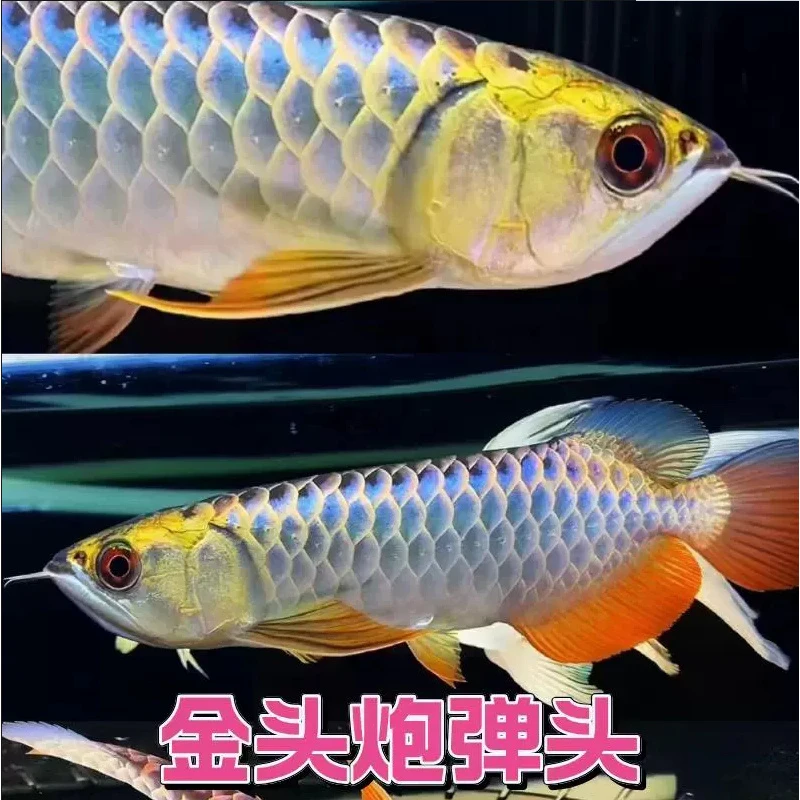 过背金龙鱼古典蓝底金龙鱼活鱼热带鱼招财风水龙鱼幼苗黄化银龙鱼