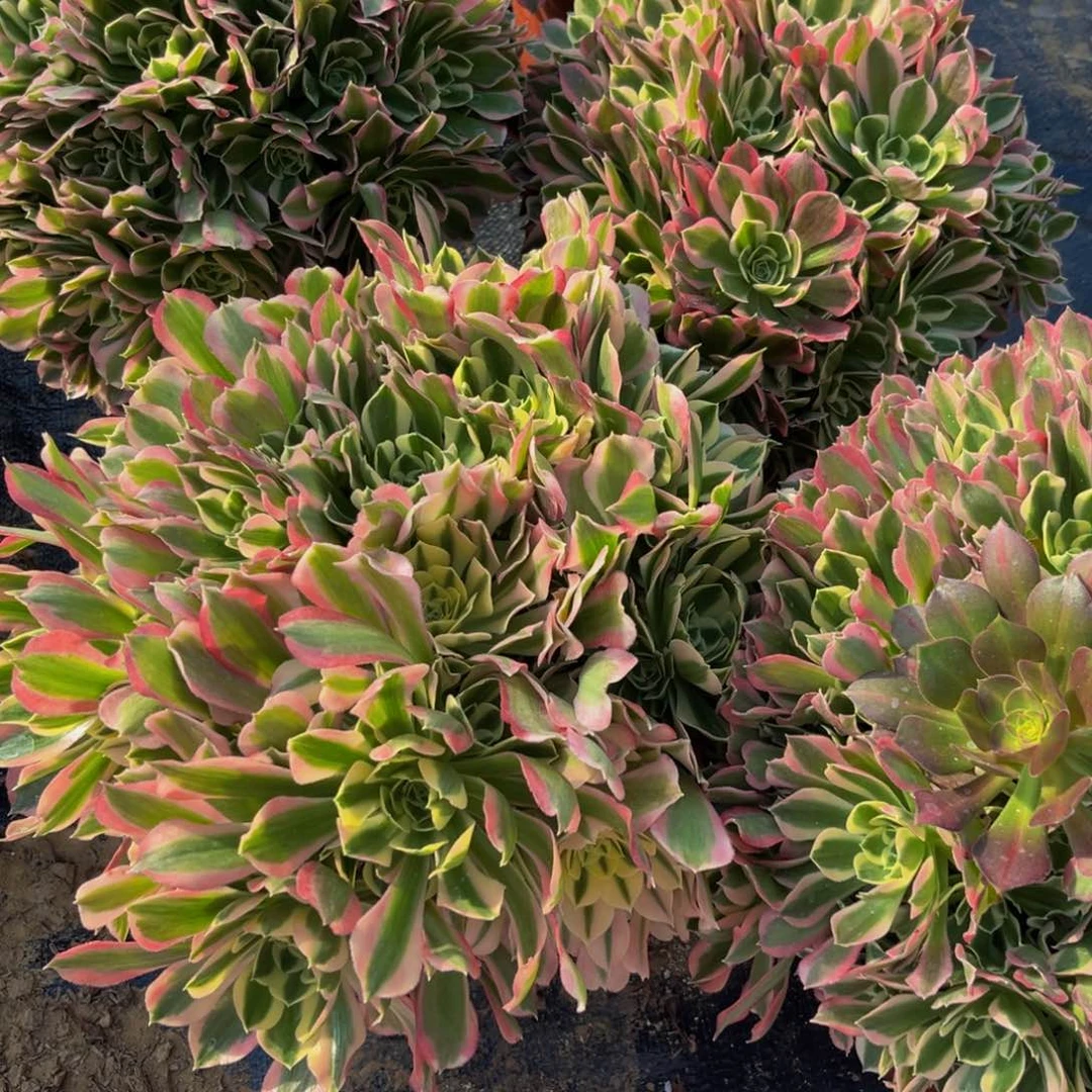 白凤多肉植物捧花的