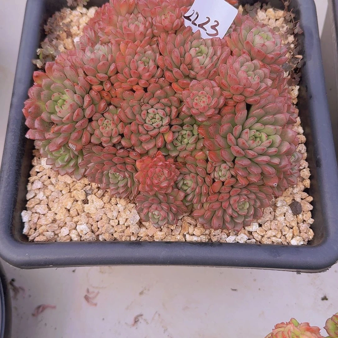 Z***L2223红宝石多肉植物