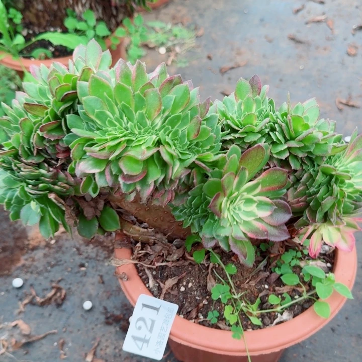 421海王缀化多肉植物满28包邮