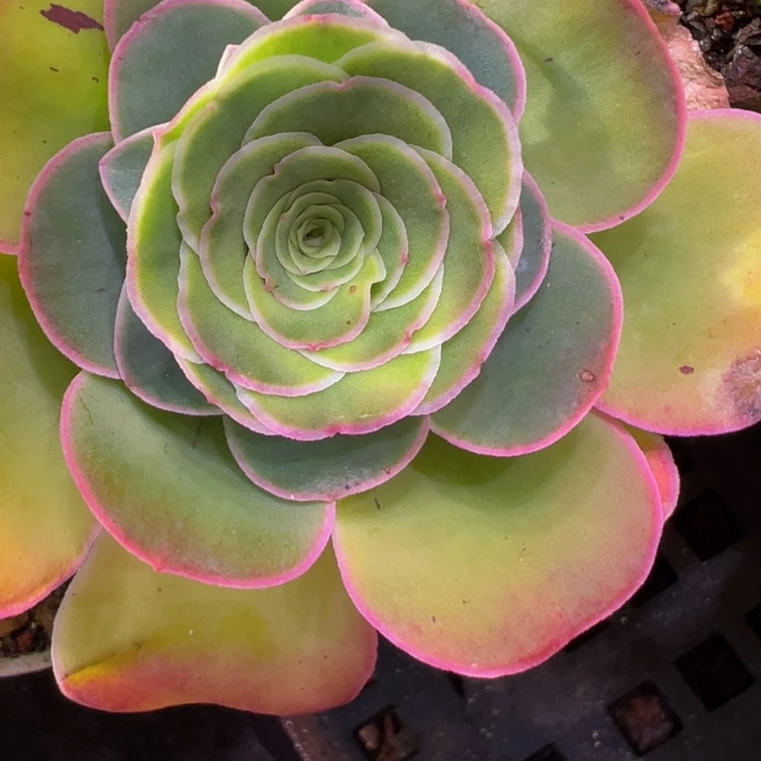 HR508不知名福利宽边