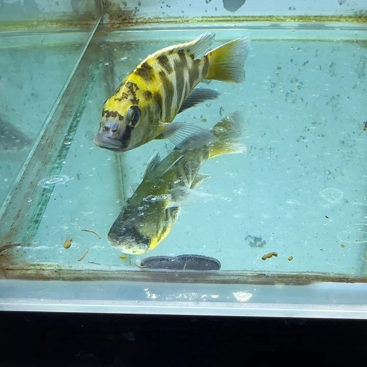 霓虹灯鱼1402维纳斯。
