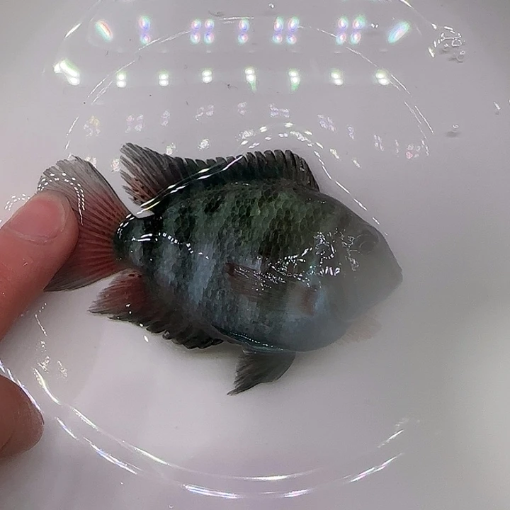 短鲷鱼宝蓝公一只6cm