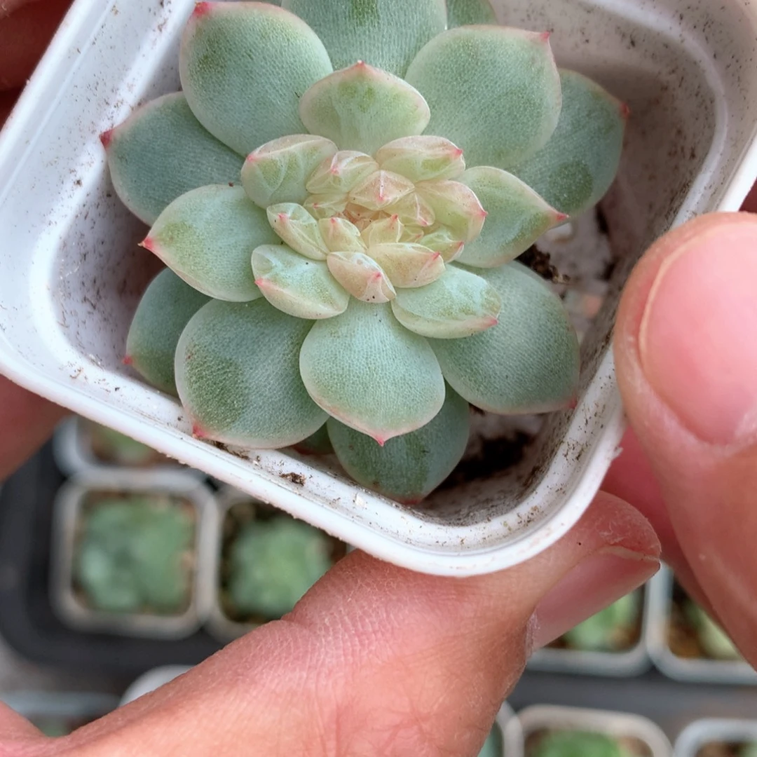 默默姐姐专拍。   链接