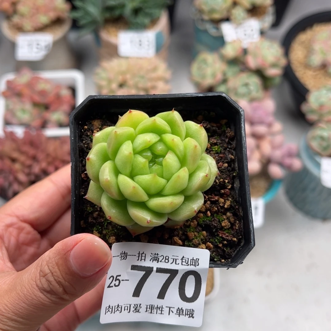 灯泡珍妮多肉多肉多肉