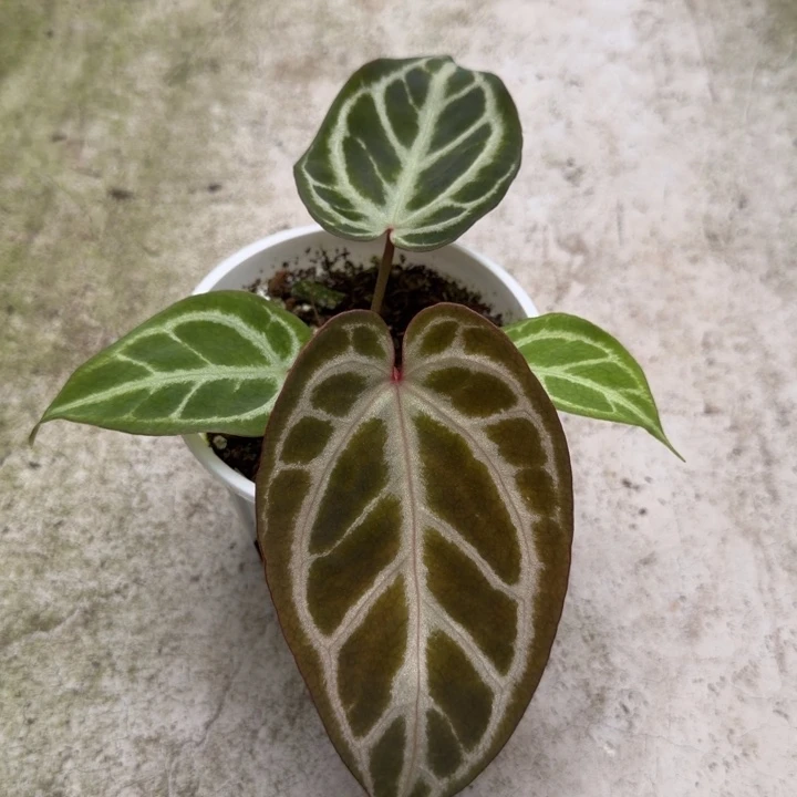 完全开放一物一拍V106