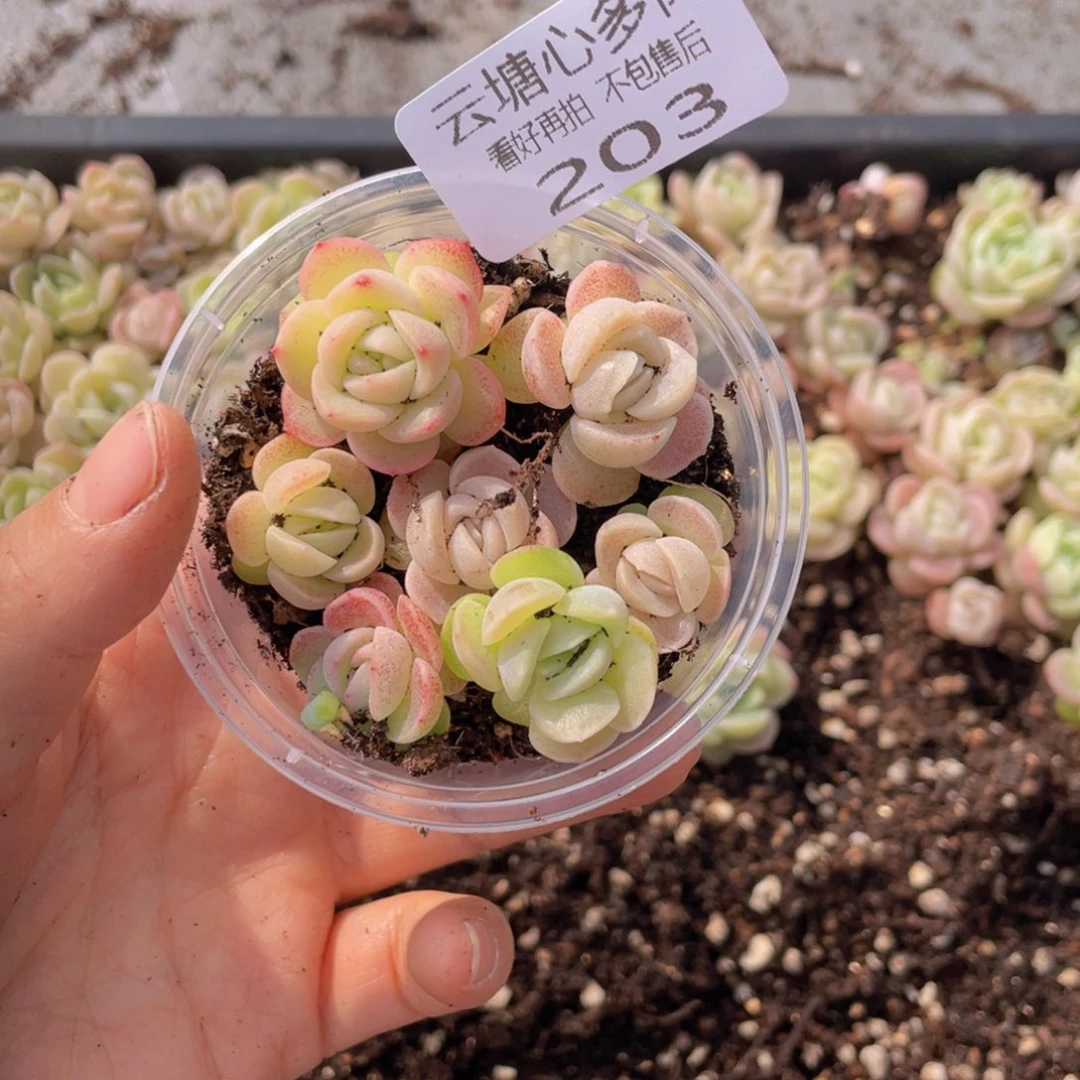 云糖多肉植物203