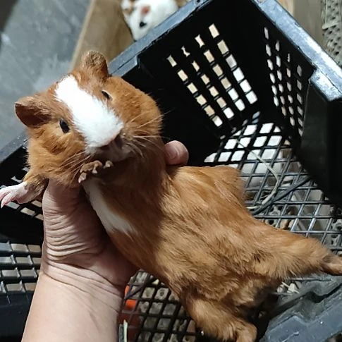 豚鼠英短荷兰猪弟弟，棕白开脸