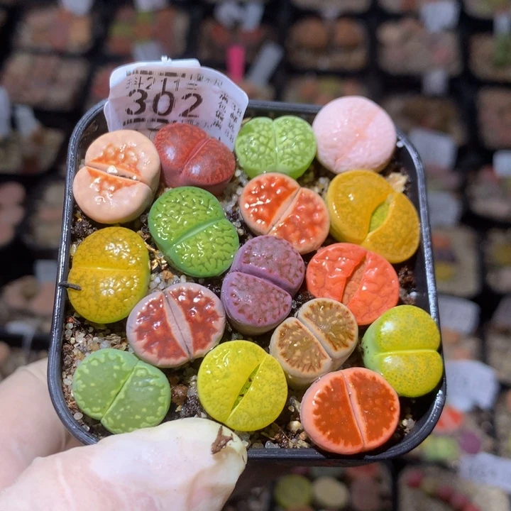 小*朵精品生石花211.302