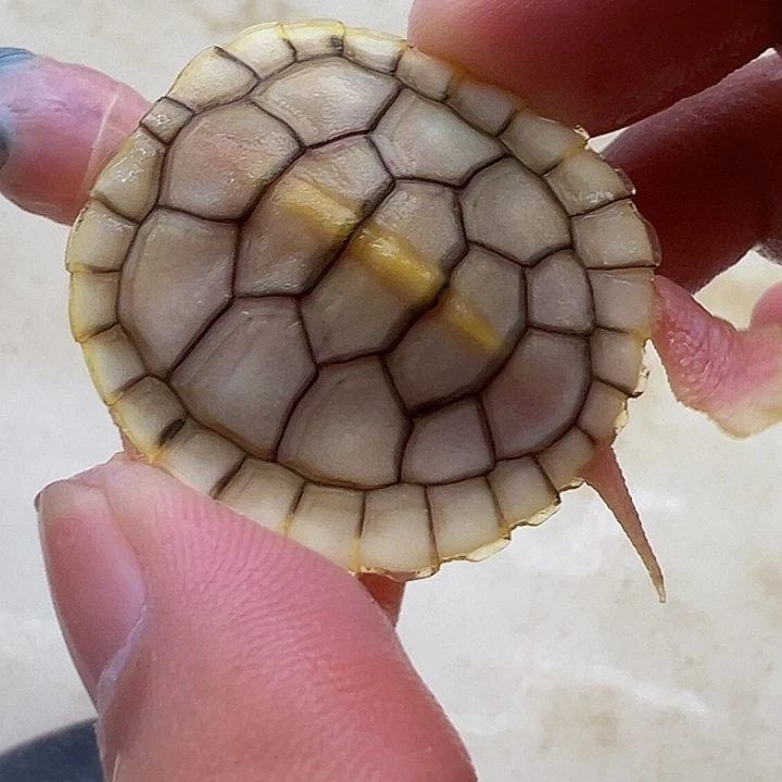 绿毛龟母焦糖1111