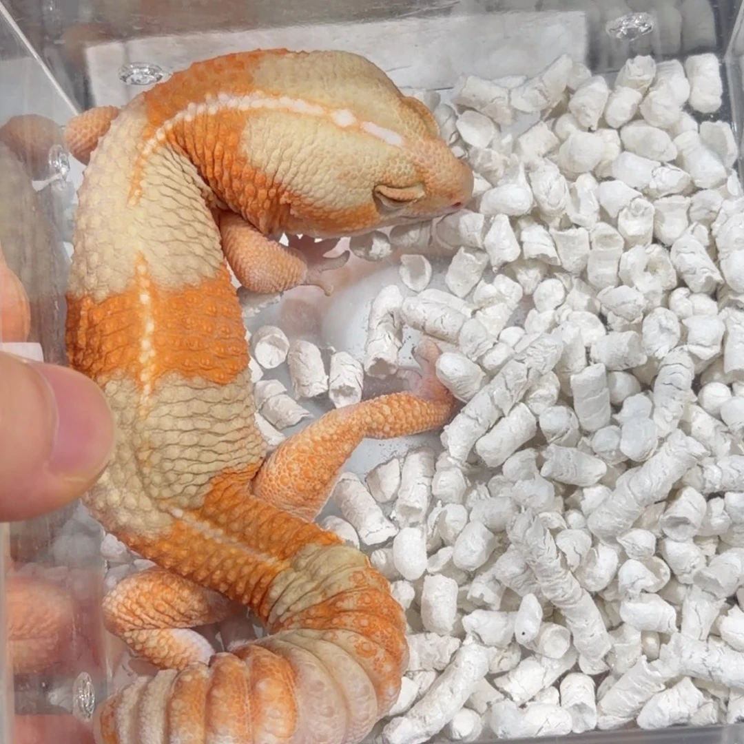 肥尾守宫雪白h鱼直单母11.9克全品健康