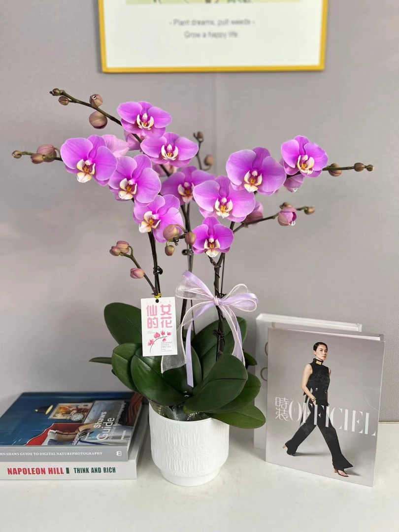 《安娜》蝴蝶兰艺术组盆鲜花摆设高端花卉