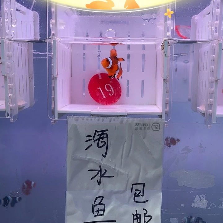 海水鱼精品黑边公子