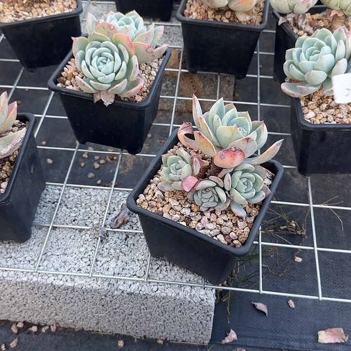 程*曦609凤橙脱土发货不退不换