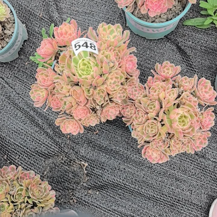 财***到548女巫花花花2-22