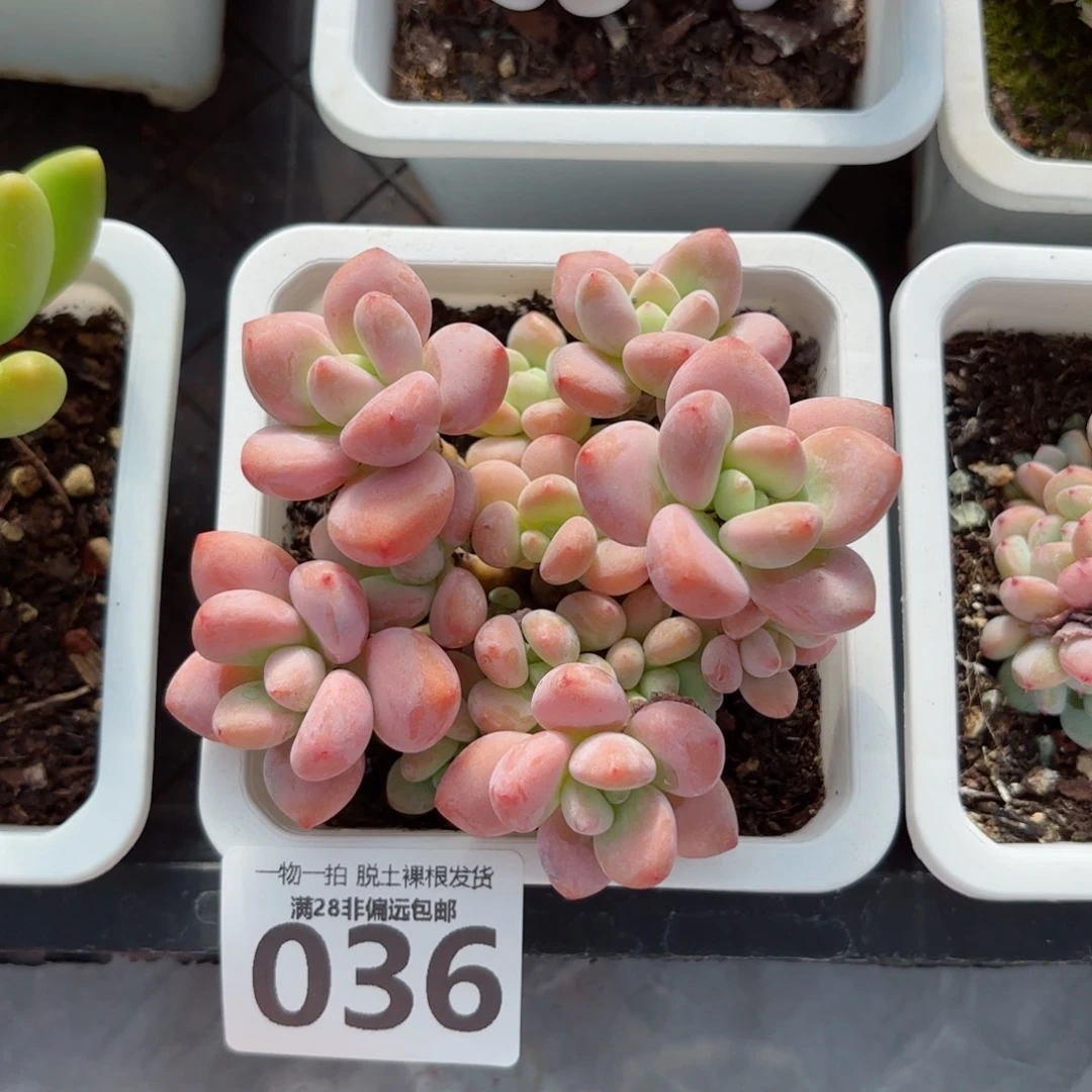红洛神老桩无盆土发货