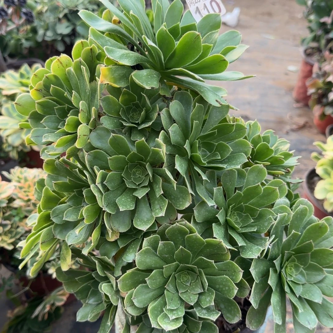 绿法师110满20包邮断枝不包