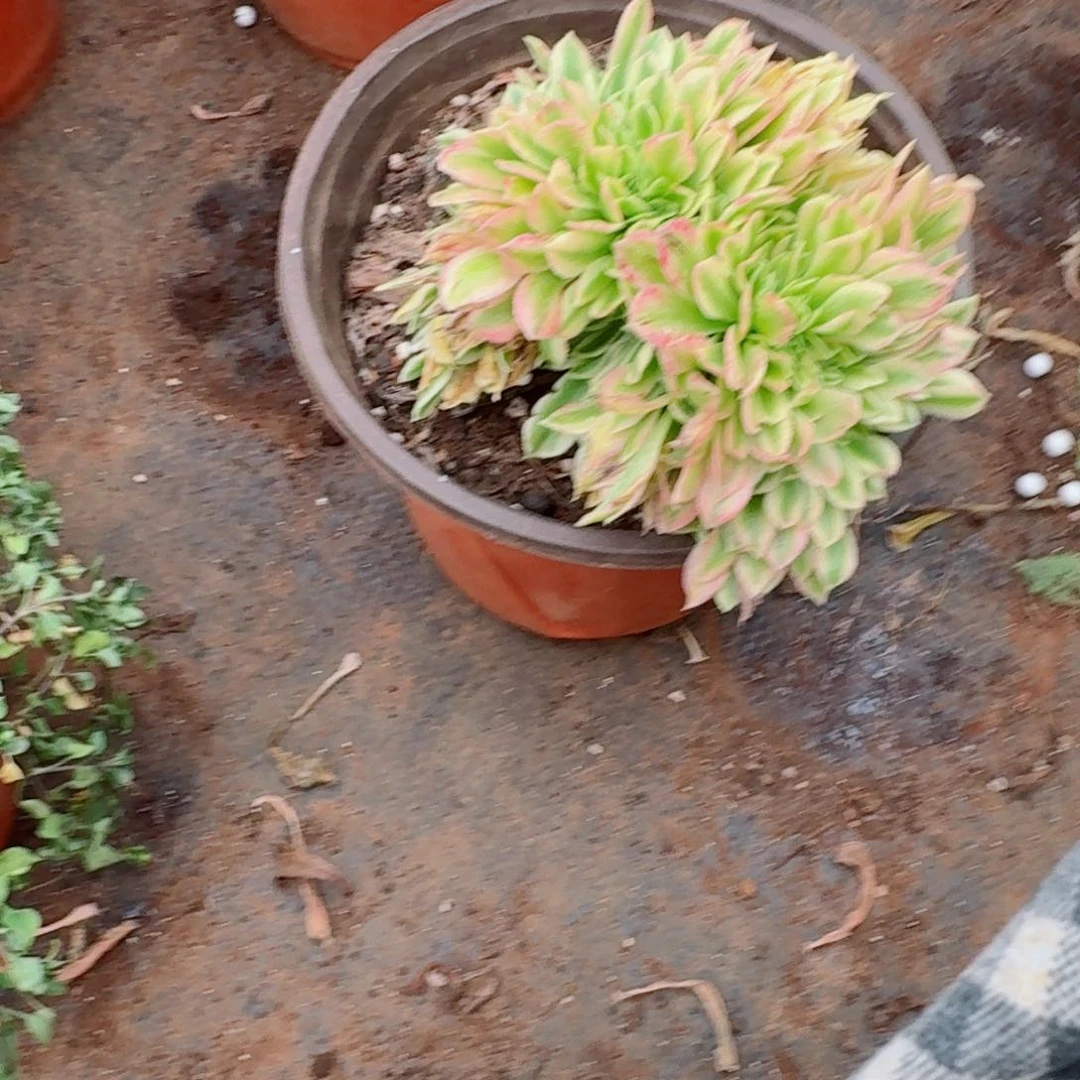 嗯388 号多肉法师植物特价