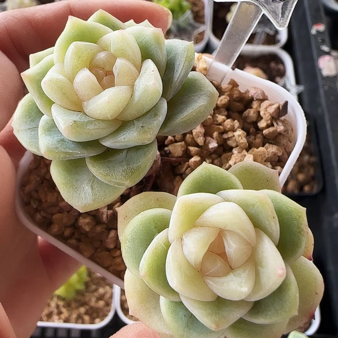 513号哈哈哈哈哈哈