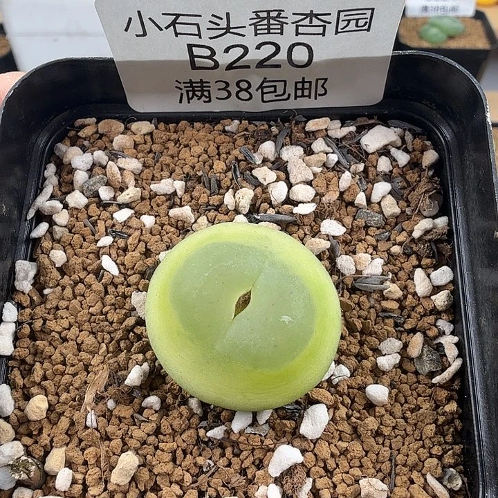 拉登2.6厘米 带盆发