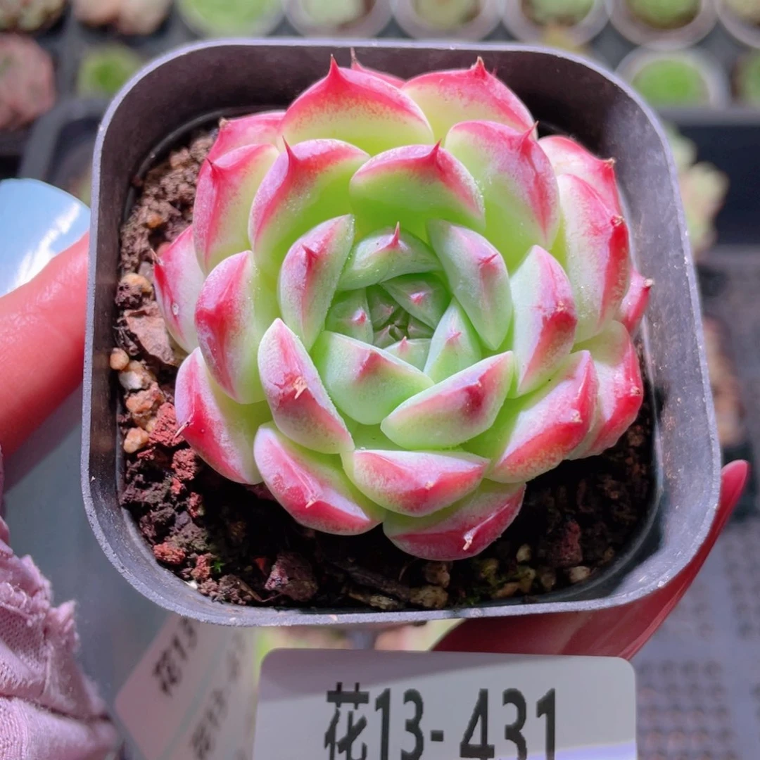 花利美13-431画扇