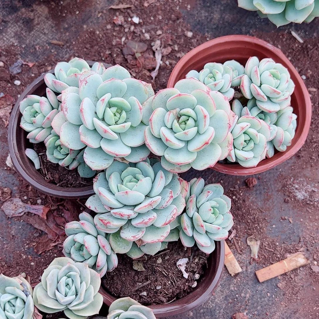 香草多头造型精品特价三盆