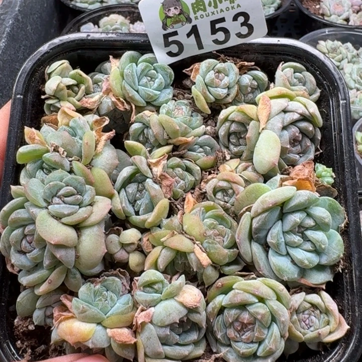 多肉植物多肉植物