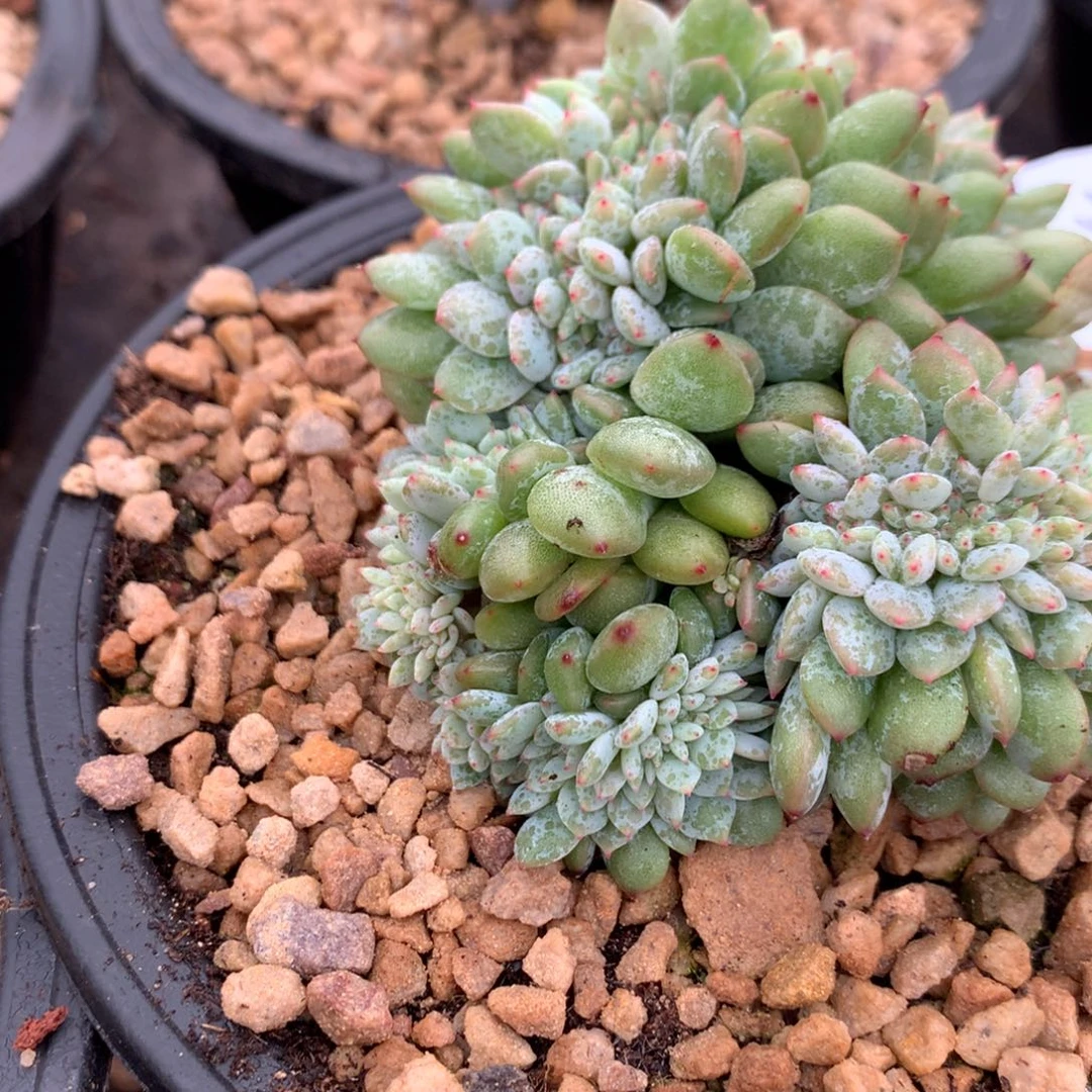 泡***ᐝ哈哈哈哈哈哈哈哈哈哈哈哈